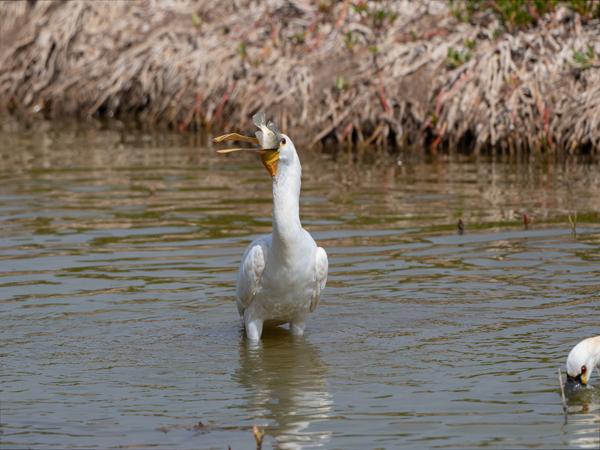 <h3><a href="/trips/grancanaria-2023/biota/animalia/chordata/aves/015 pelecaniformes/001 threskiornithidae/platalea leucorodia/platalea leucorodia-nl.html">Platalea&nbsp;leucorodia</a> / Eurasian&nbsp;spoonbill / Lepelaar</h3>NIKON D500 met 500.0 mm f/5.6, 1/2000 sec  bij F6.3, ISO 400, afstand 23.7&nbsp;m